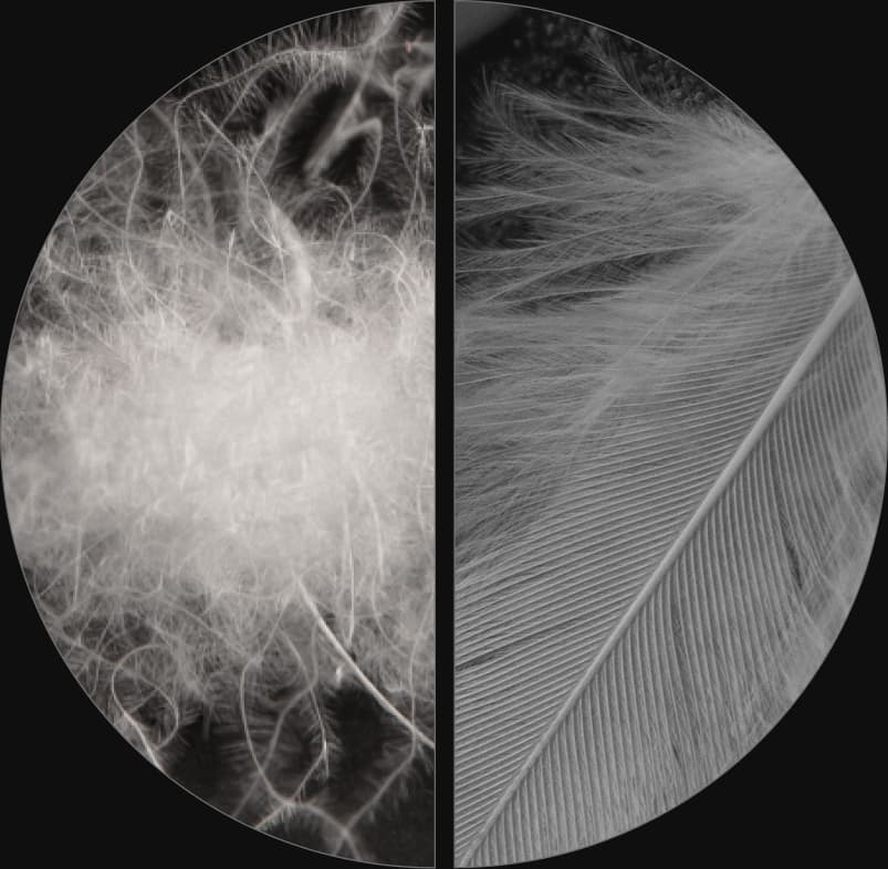 Fill Power Allied Feather + Down