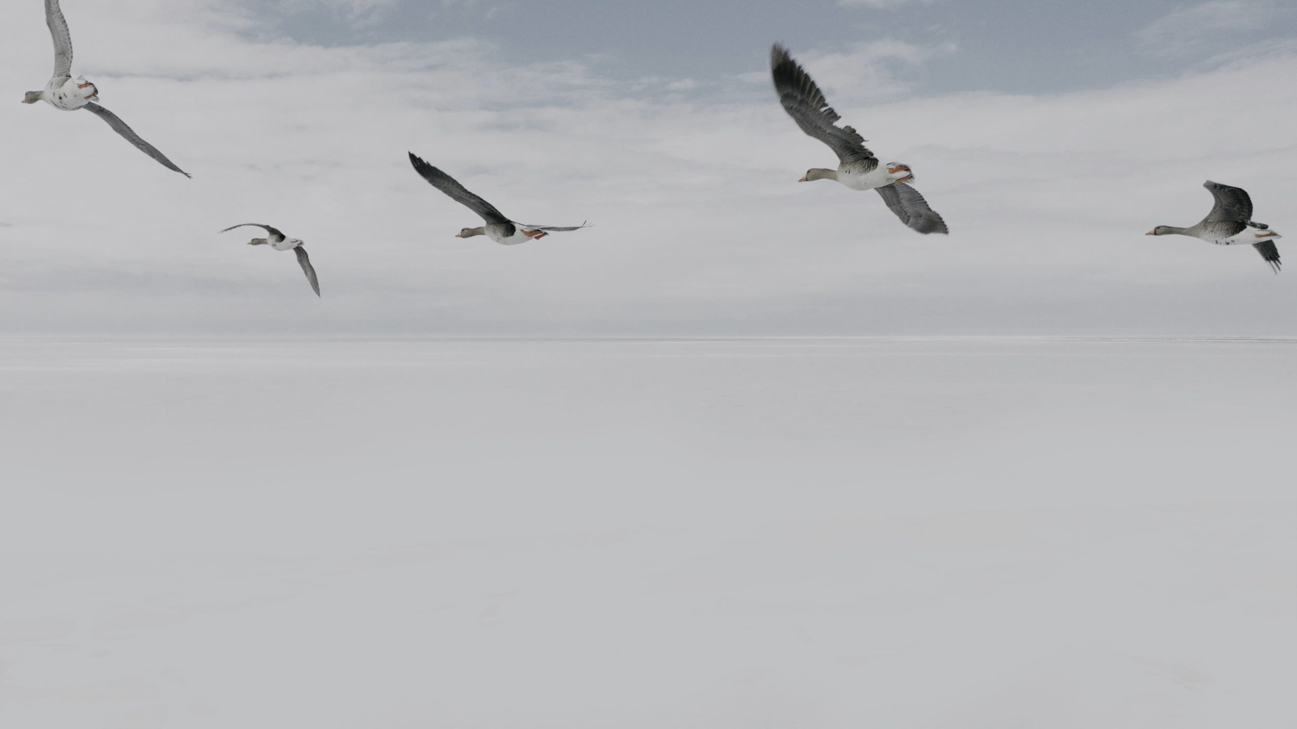 Allied Feather + Down A F + D