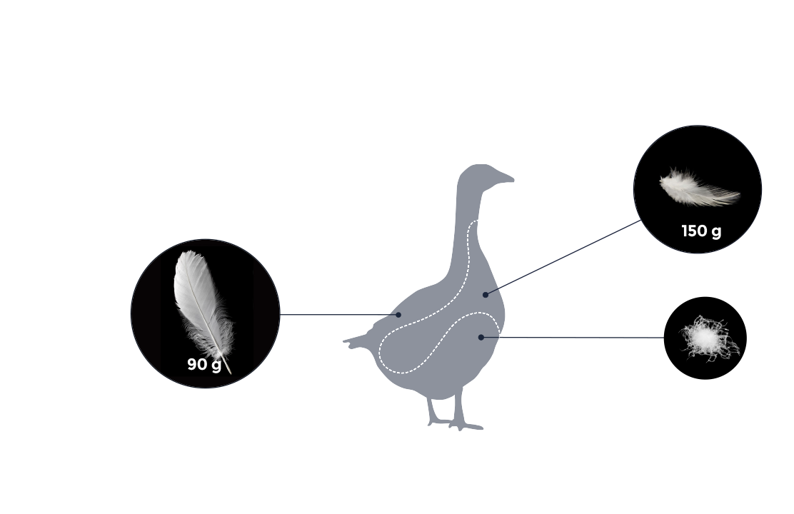 approximate total plumage