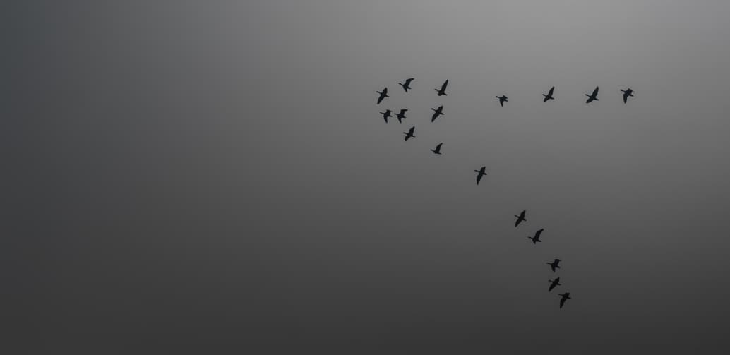 birds in flight